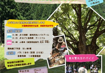 2019年朽木トチノキ開花観察会