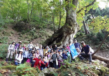 H27秋の大トチノキ観察会