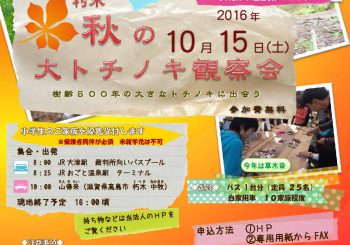2016朽木秋の大トチノキ観察会のお知らせ