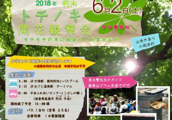 【終了】2018　トチノキ開花観察会のお知らせ（春トチノキ）