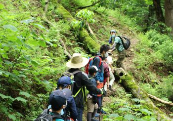 ２０２１年　春のトチノキ観察会　感想